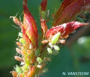 Macrosiphum rosae